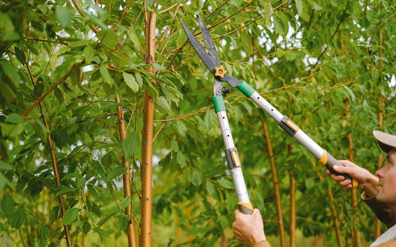 Tree trimming in Farmersville, IL