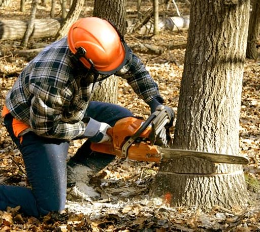 Tree Removal in Farmersville, IL